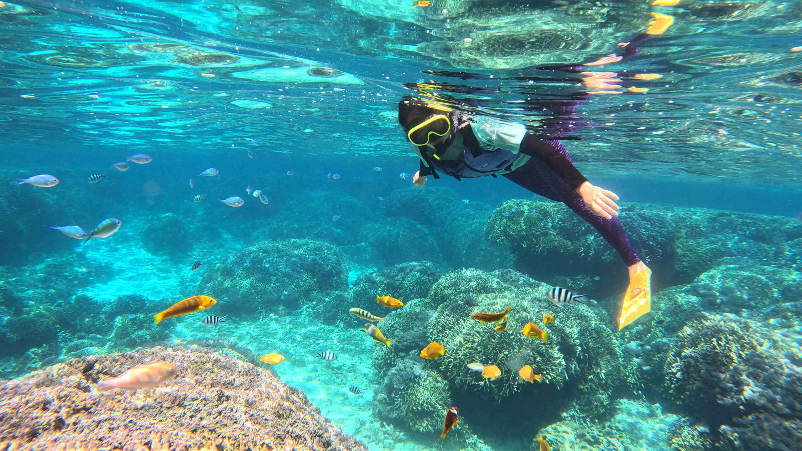 大人も子どもも大満足！ 赤崎サンゴの森ツアー | ヨロンFun